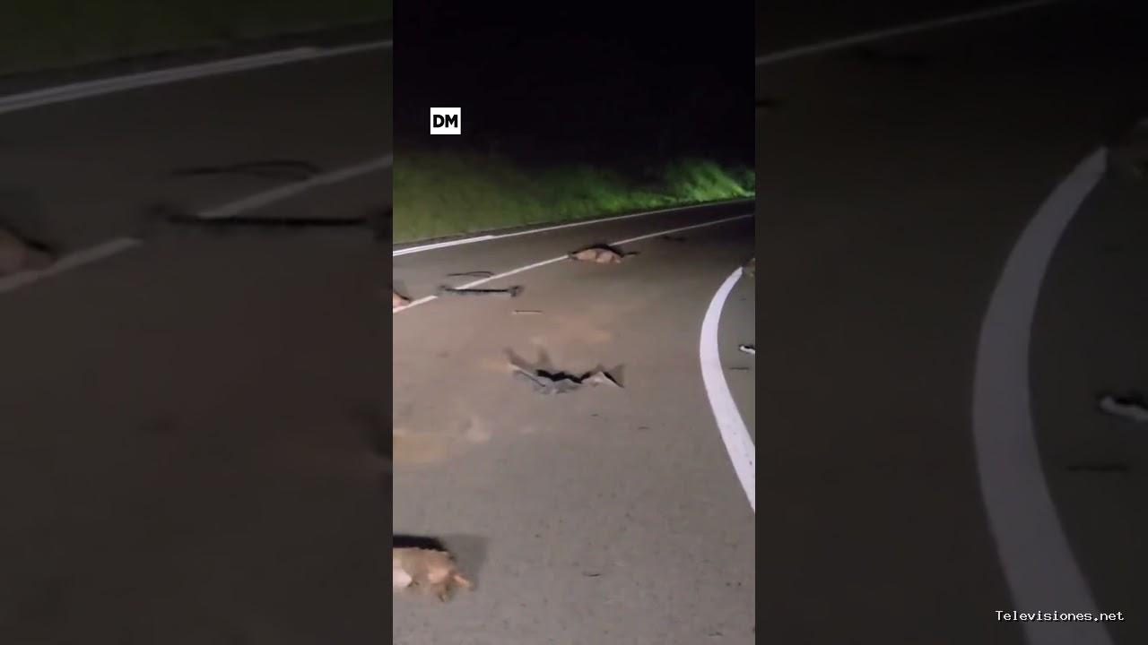 El Diario Montañés | 8 de octubre de 2025 | Atropello masivo de jabalíes en la carretera que une Comillas y Cabezón de la Sal