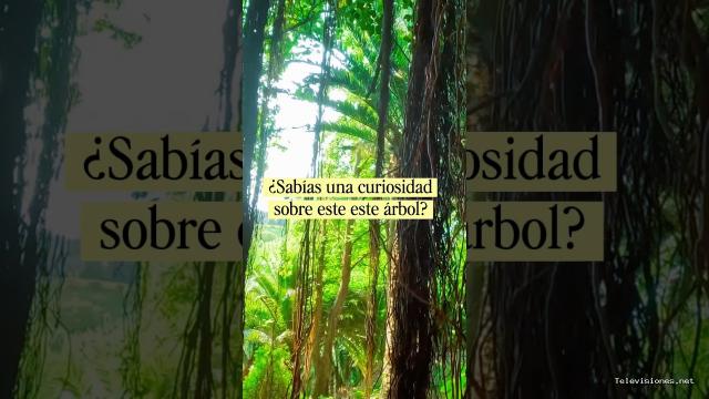Viajar desde Asturias | 8 de septiembre de 2026 | Estamos con Beltrán; guía en los jardines de la Fonte Baxa en Luarca; nos habla de un árbol…