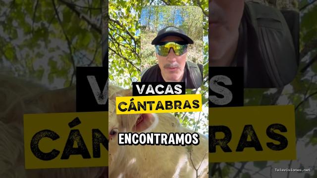 Viajar desde Asturias | 10 de octubre de 2026 | Vacas cántabras blancas en el pueblo de Mogrovejo en Cantabria